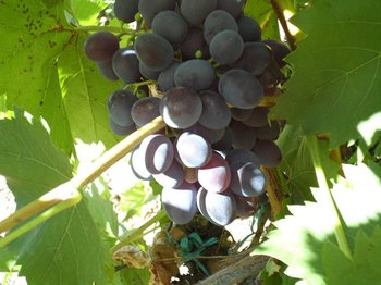 SAM_0345 (Copy).JPG