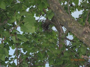 IMG_0001.jpg