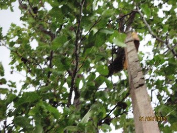 IMG_0006.jpg