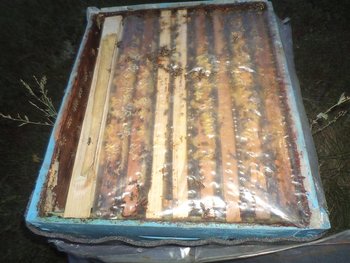 DSC03548 (Medium).JPG
