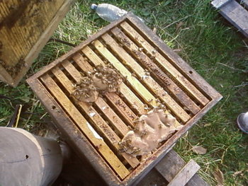 SP_A2264.jpg