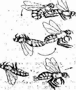 imperecherea matcii.jpg