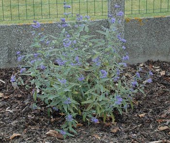 Caryopteris 2.jpg