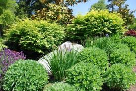 Sedum spectabile primavara-1.jpg