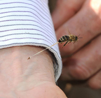 honeybee-death-final-sting-abdominal-tissue-trail-stinger-left-in-art-1.jpg