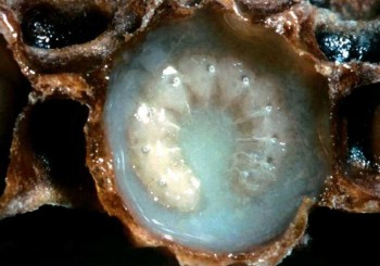 larva inotind in laptisor.jpg