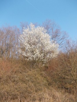 stupina lui florinelu 006.JPG
