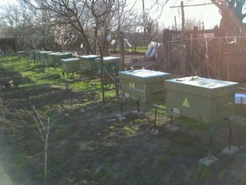 stupina 22-03-2014.jpg
