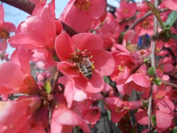 pe floare.jpg