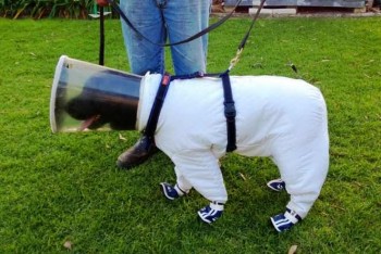 dog-beekeeping-suit-01.jpg.662x0_q100_crop-scale.jpg