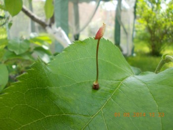 rsz_picture_008.jpg