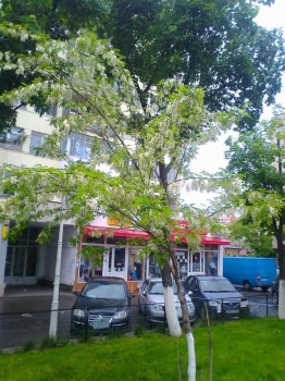 Salcâm București-2014.jpg