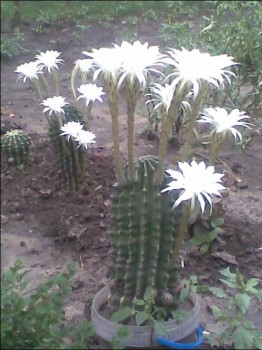 cactusi.JPG
