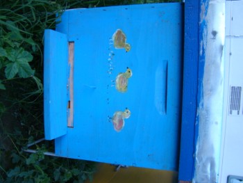 DSC03562.JPG