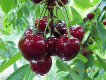 rsz_1picture_007.jpg