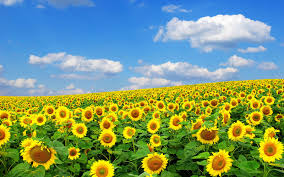 imgres.jpg