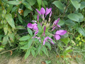 rsz_1picture_016.jpg