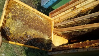 20140910_163208_800x450.jpg