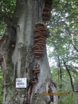 IMG_2002.JPG