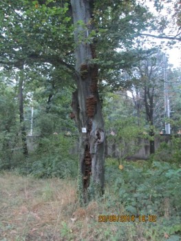 IMG_2001.jpg