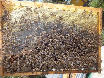 rama papica.jpg