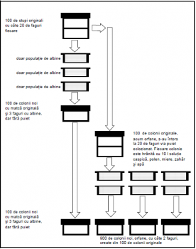 schema.png