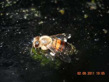 DSCN1368.JPG