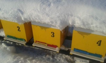 2014003.jpg