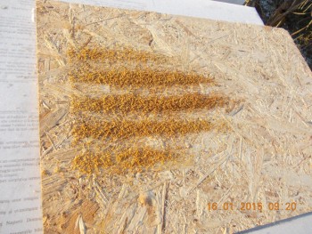 rsz_picture_005.jpg