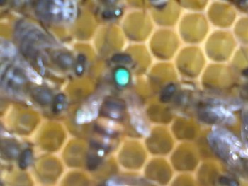 O corcitura de nota 10.jpg