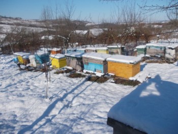 februarie 09 2015 006.JPG