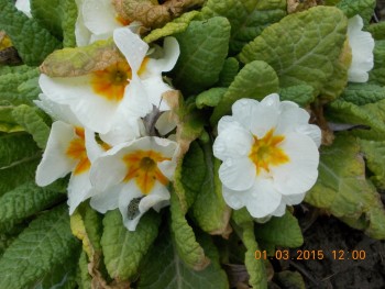 rsz_picture_026.jpg
