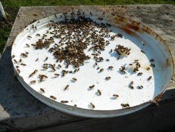 FlorineluHranaTroaca.JPG