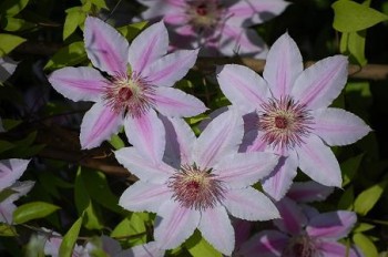 Clematis1.JPG