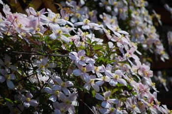 Clematis2.JPG