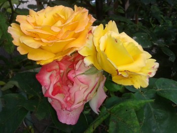 rsz_20140613_082244.jpg