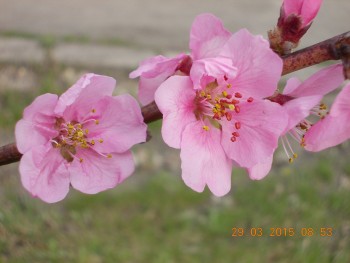rsz_1picture_035.jpg
