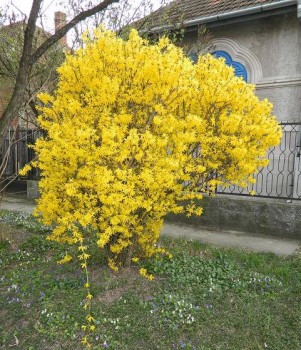 PomGalben.JPG