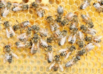 Buckfast_bee.jpg