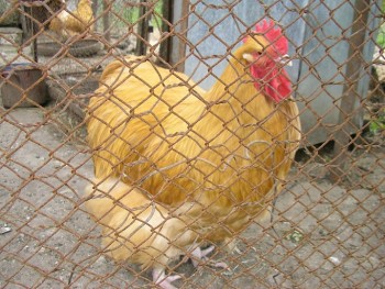 SANY0007.JPG