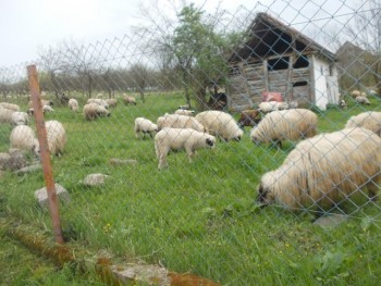 0i si miei dupa pasti 2015 001.JPG