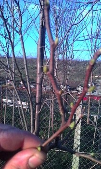 IMG_20150419_185958.jpg