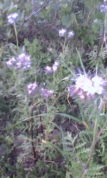 IMG_20150521_201640.jpg