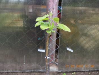 rsz_1picture_008.jpg