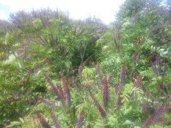 jungla amorpha.jpg
