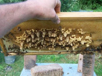 Queen Rearing Hopkins 030.jpg