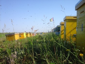 liniste la firul ierbii.jpg
