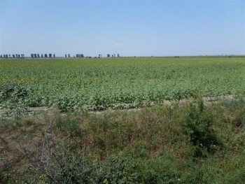 floare_neinflorita.JPG