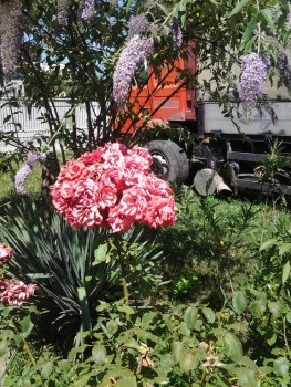 rsz_20150725_141947.jpg