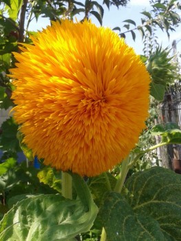 rsz_20150806_150811.jpg